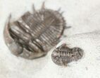 Two Basseiarges Trilobites With Cyphaspis - Jorf #46599-4